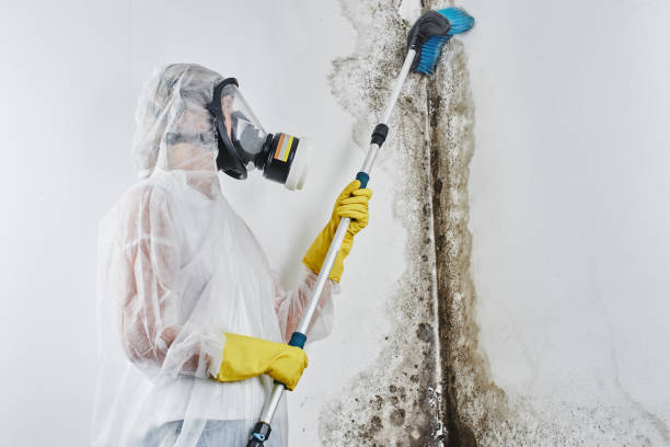 Best Mold Odor Removal Services  in Happy Valley, CA